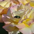 Rose mit Rosenkäfer