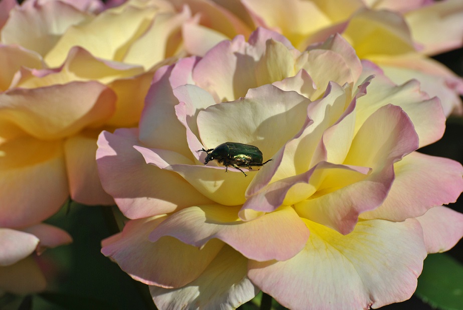 Rose mit Rosenkäfer