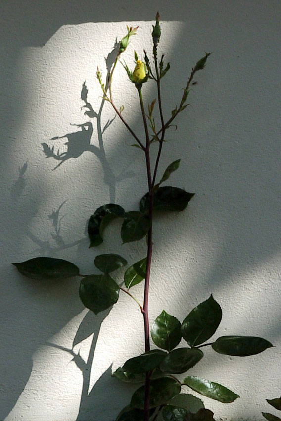 Rose mit Schatten