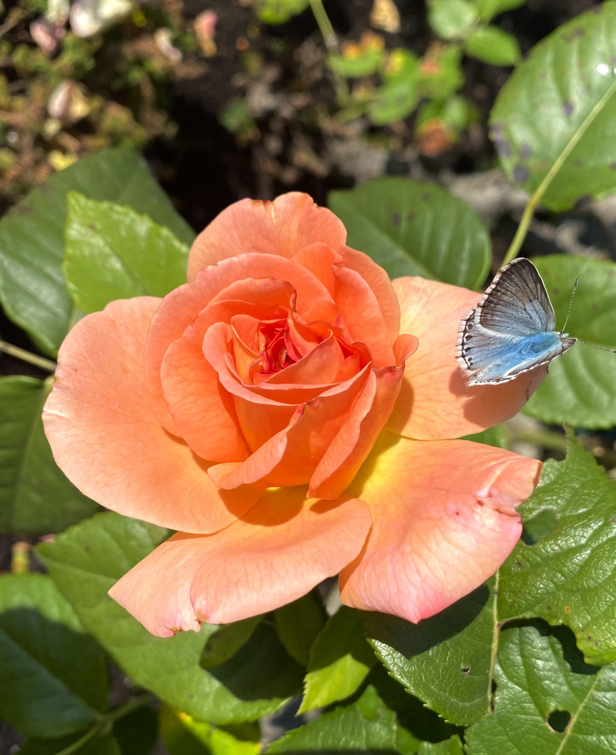 Rose mit Schmetterling