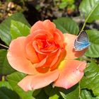 Rose mit Schmetterling