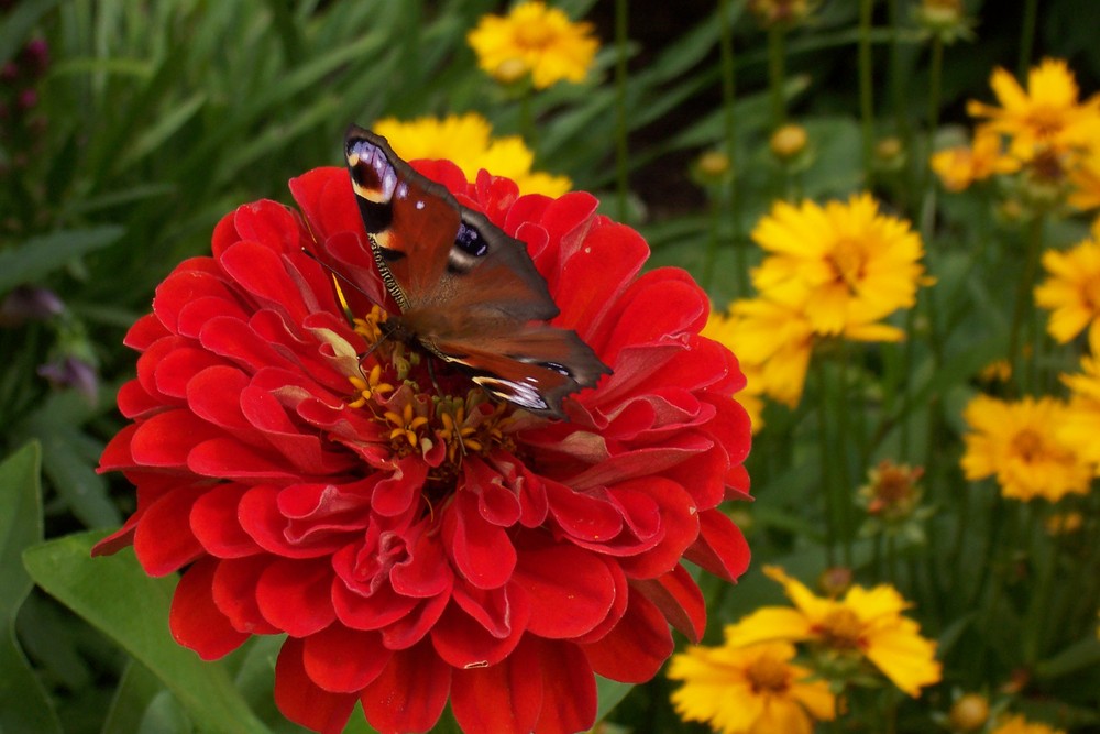 rose mit schmetterling