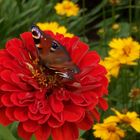 rose mit schmetterling