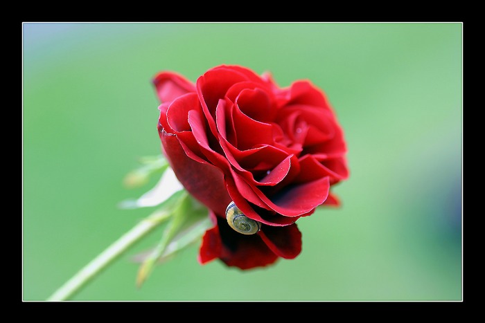 Rose mit Schnecke