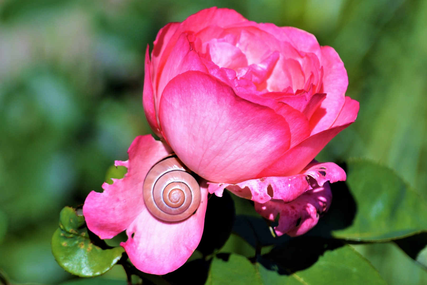 ROSE mit SCHNECKE