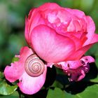 ROSE mit SCHNECKE