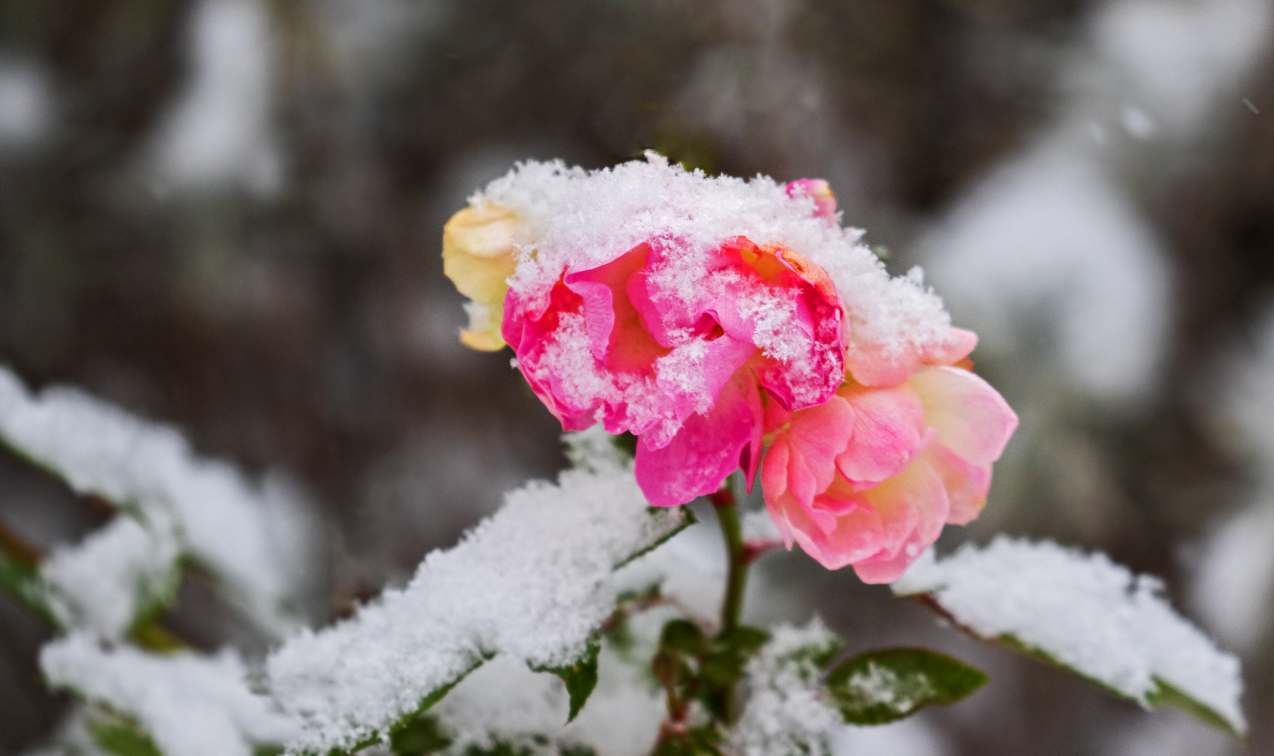 Rose mit Schnee 001