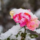 Rose mit Schnee 001