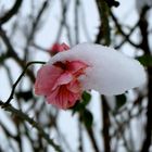 Rose mit Schnee