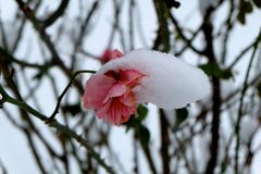 Rose mit Schnee