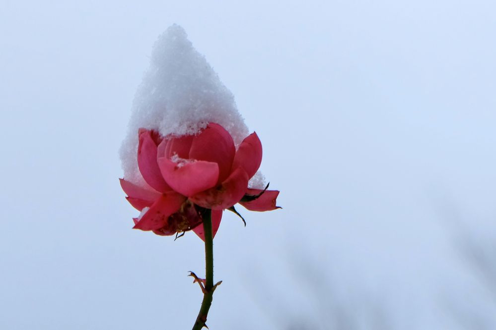 Rose mit Schneehäubchen
