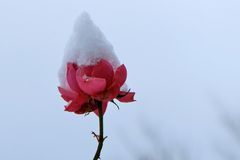 Rose mit Schneehäubchen