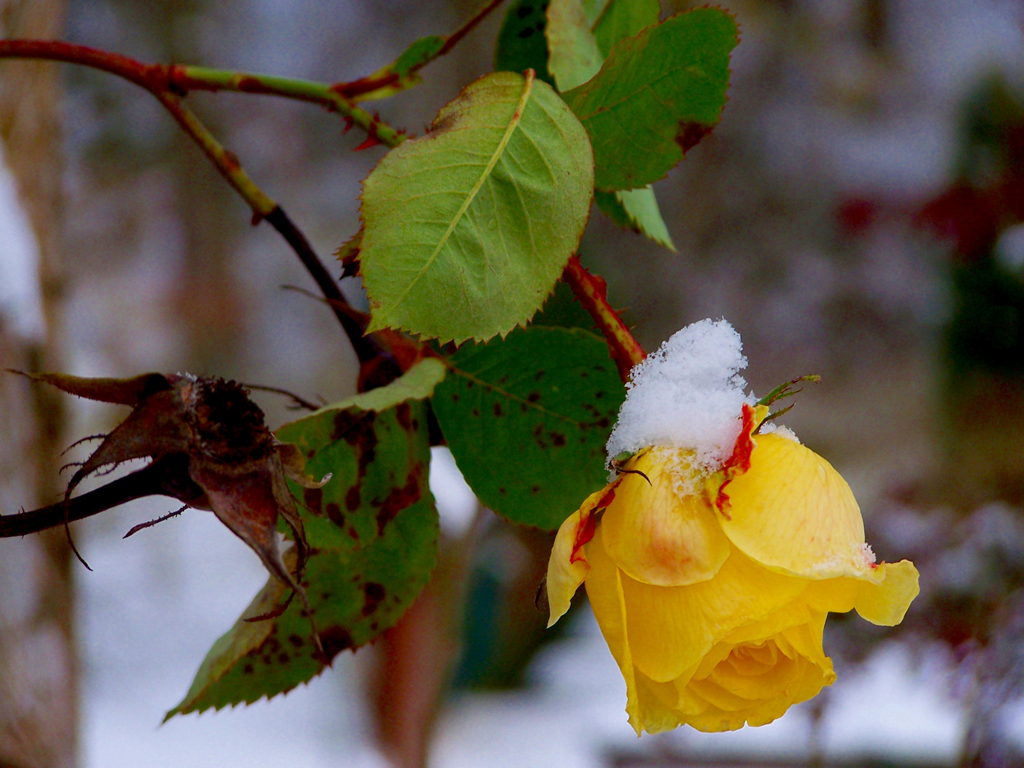 Rose mit Schneehäubchen