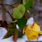 Rose mit Schneehäubchen