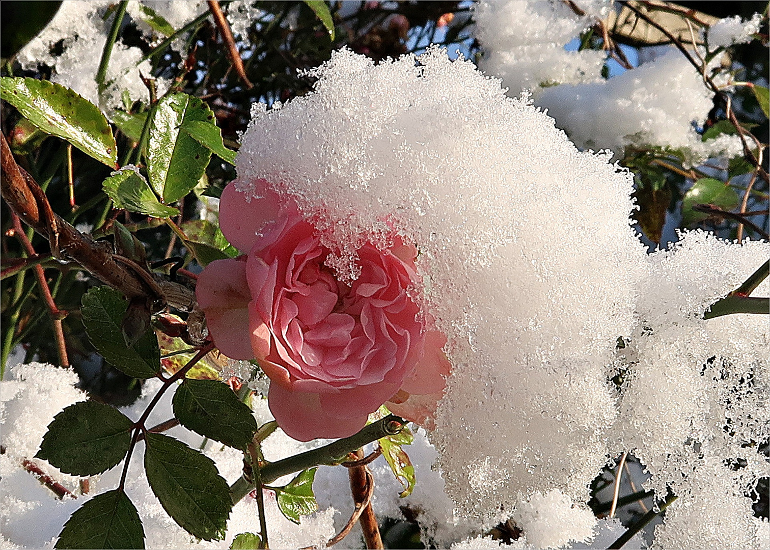 Rose mit Schneehaube