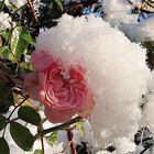 Rose mit Schneehaube