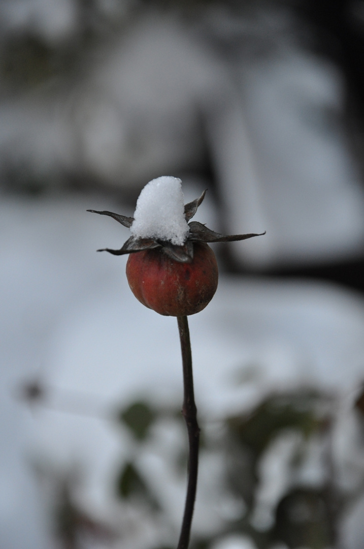 Rose mit Schneehaube