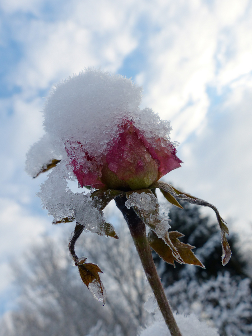 Rose mit Schneehaube