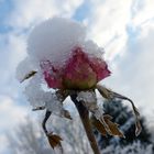 Rose mit Schneehaube