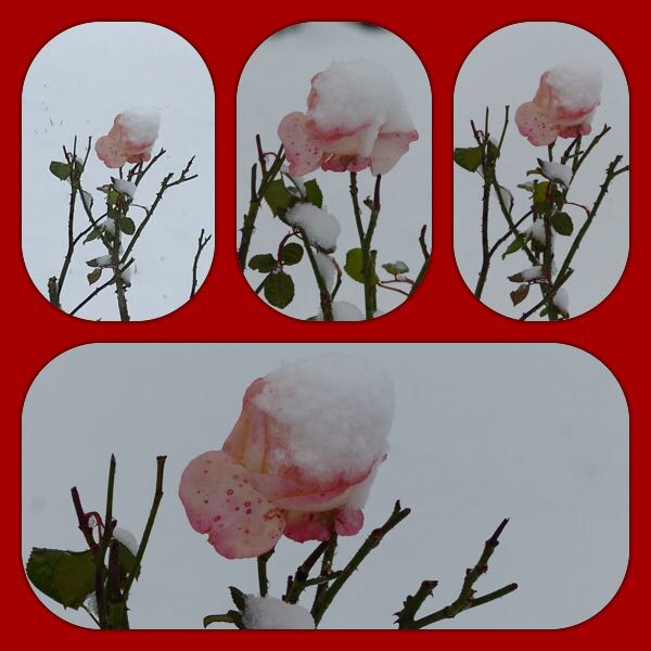 Rose mit Schneehaube