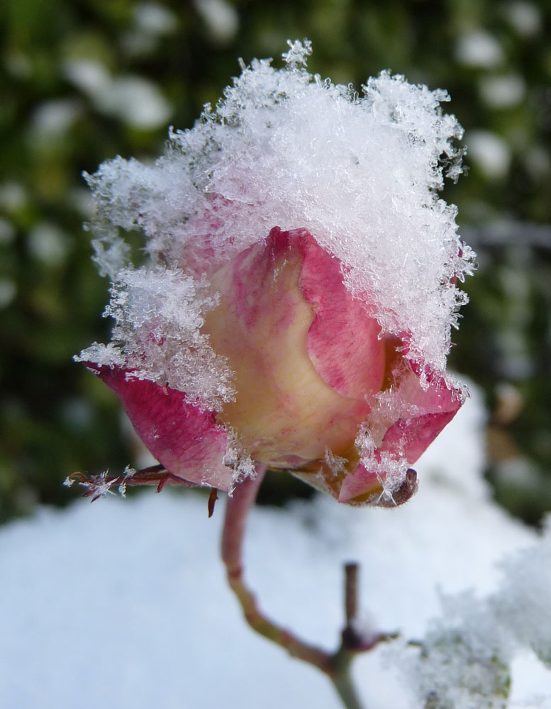 Rose mit Schneehaube