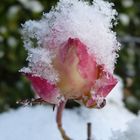 Rose mit Schneehaube