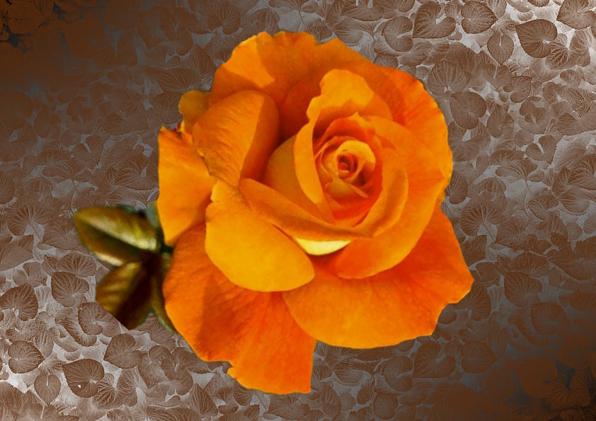  Rose mit schöner Farbe