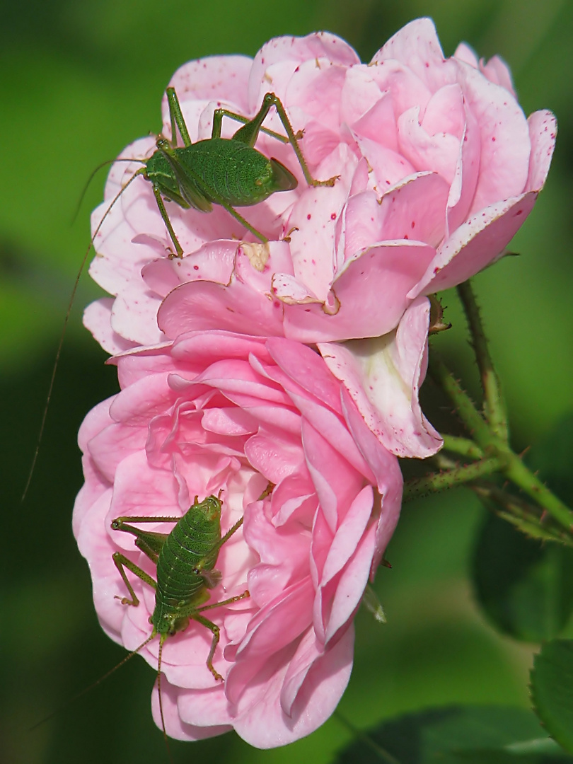 Rose mit Schrecken