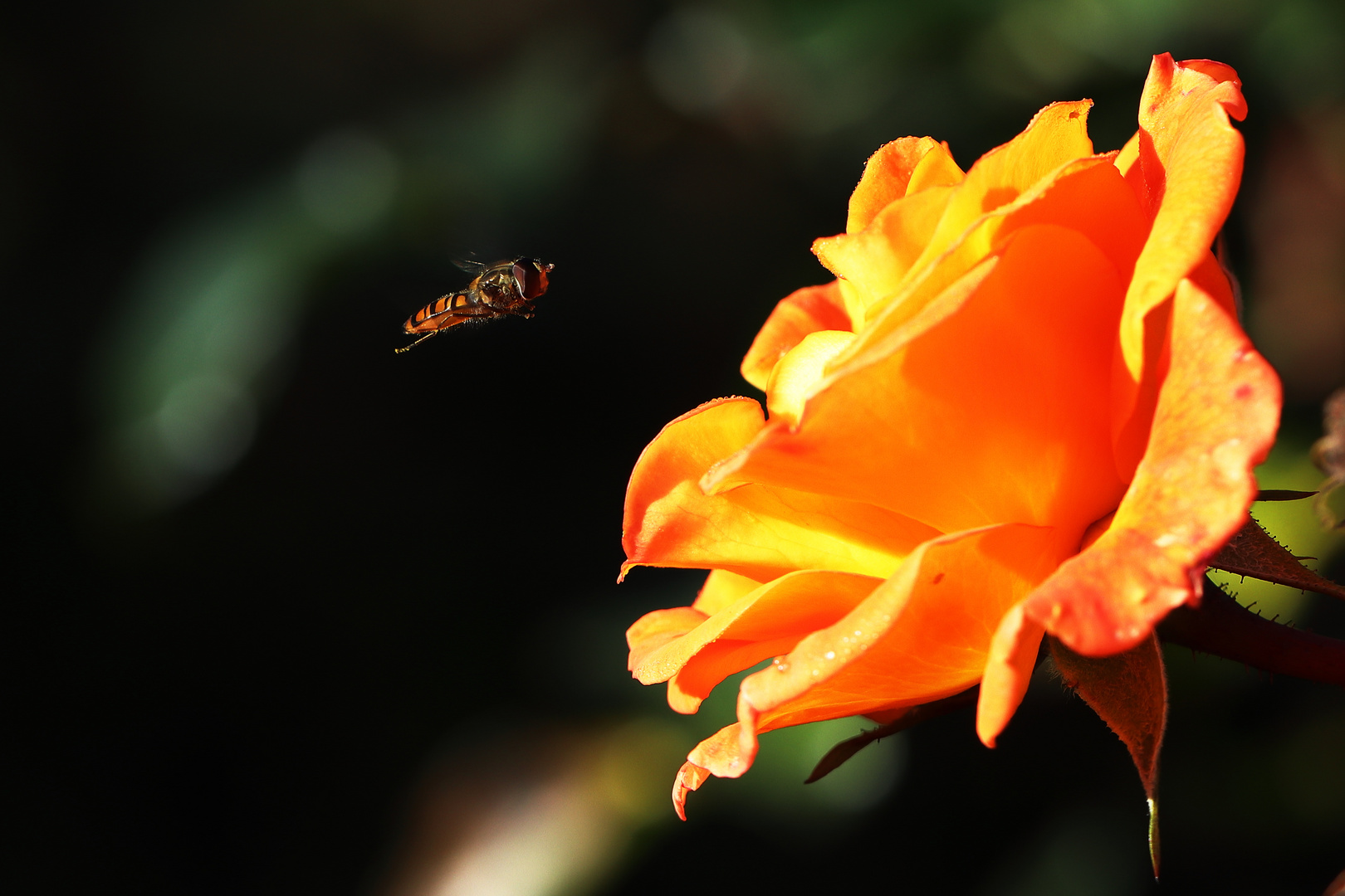 Rose mit Schwebfliege