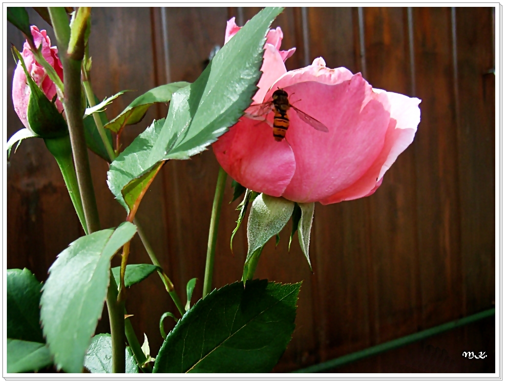 Rose mit Schwebfliege