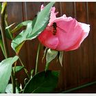 Rose mit Schwebfliege