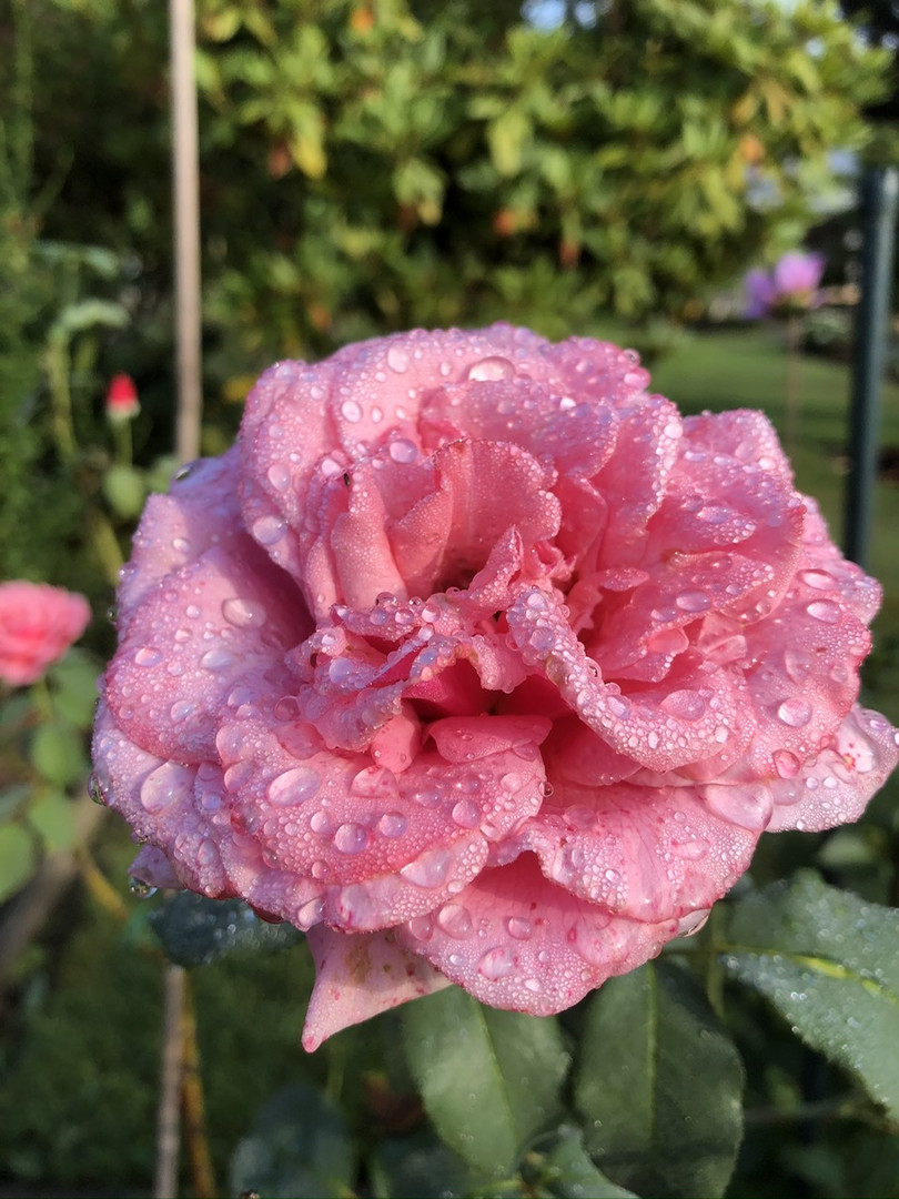 Rose mit Sommerregen Tropfen