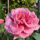 Rose mit Sommerregen Tropfen