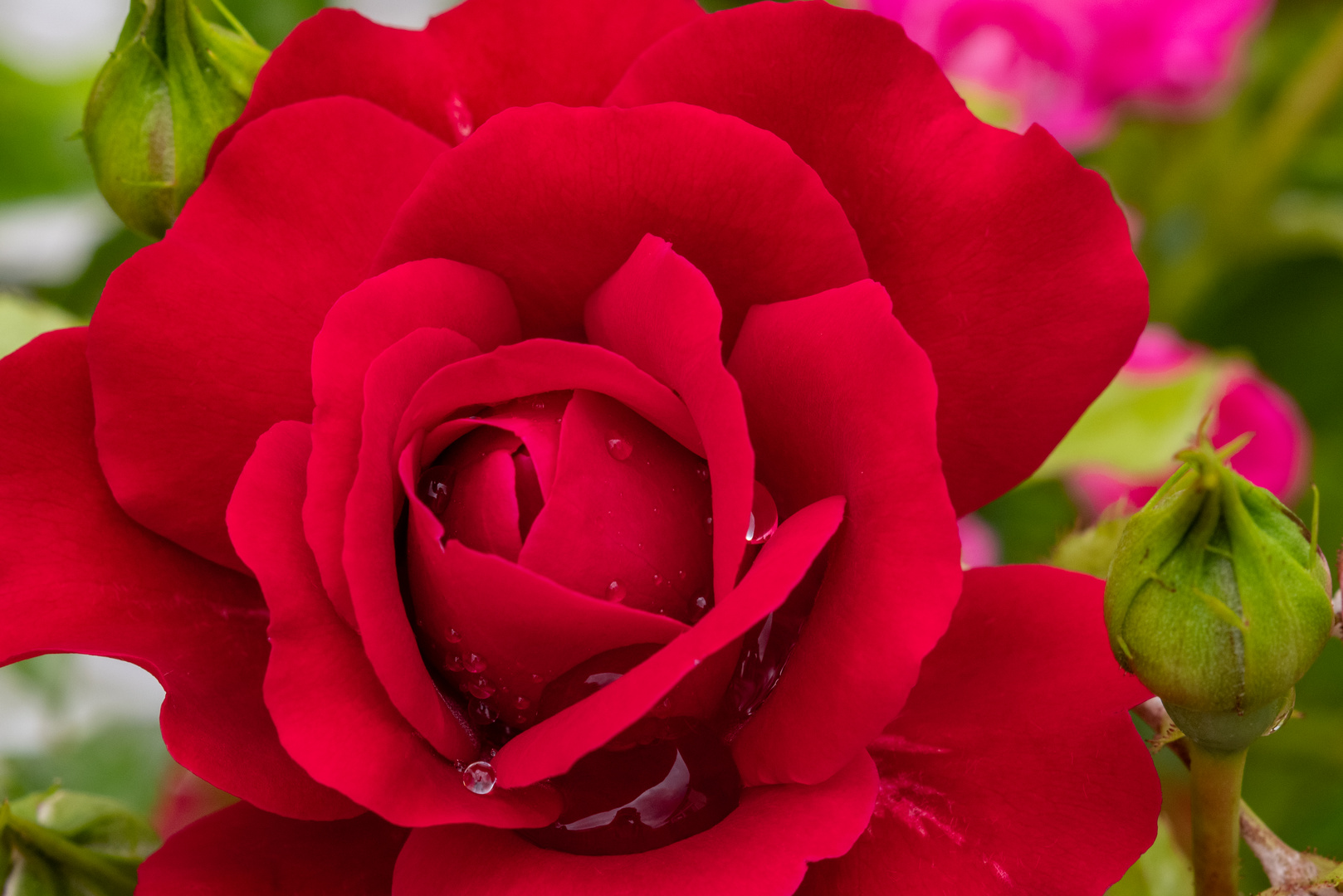 Rose mit spiegelndem Wassertropfen