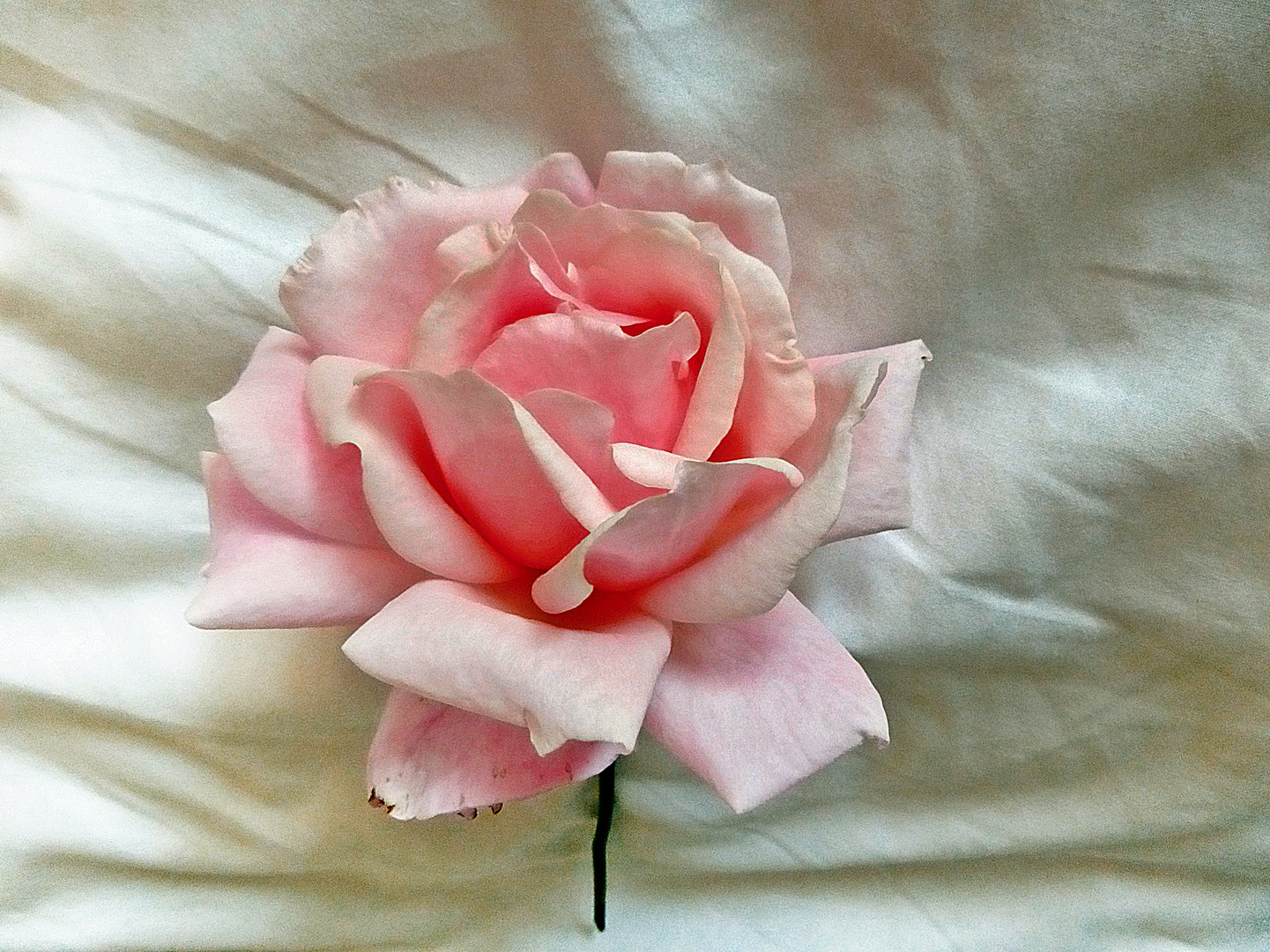 Rose mit Stiel