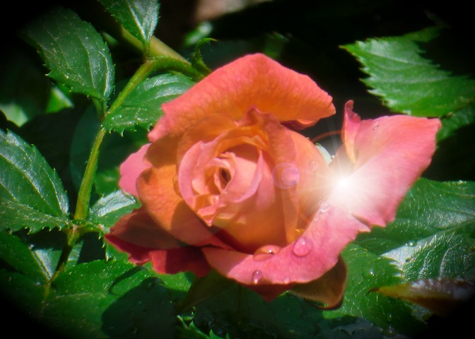 Rose mit Tau