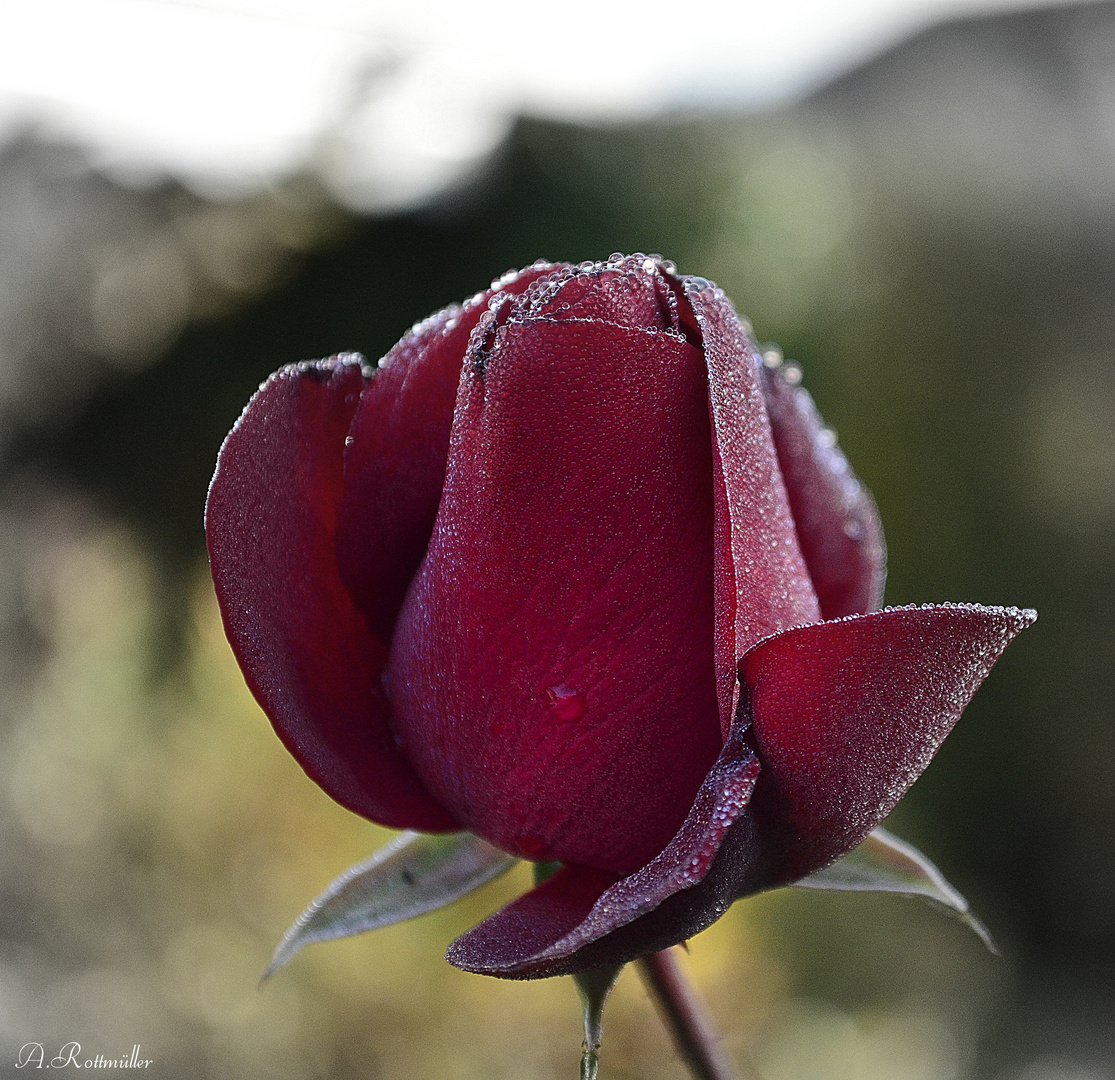 Rose mit Tau überzogen!