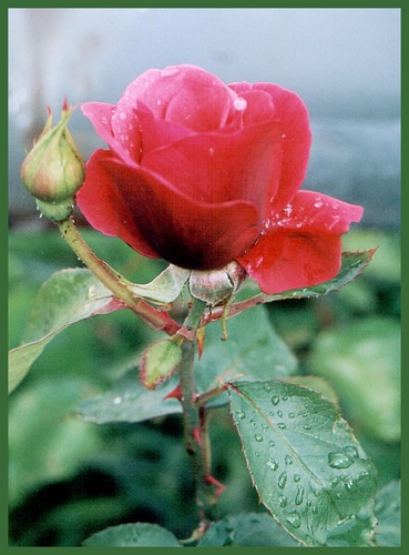 Rose mit Tautropfen
