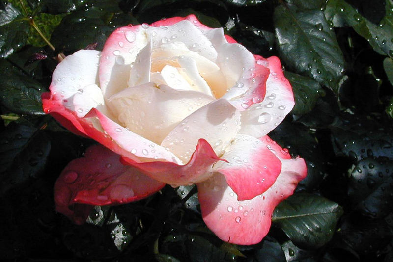 Rose mit Tautropfen