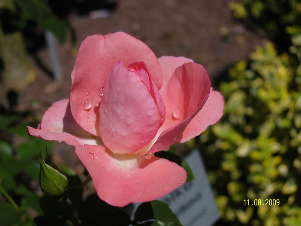 Rose mit Tautropfen