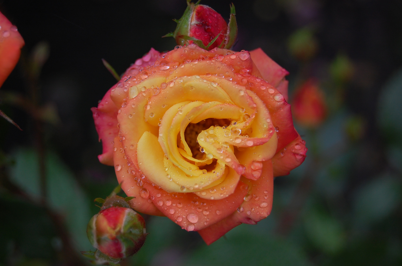 Rose mit Tautropfen