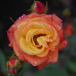 Rose mit Tautropfen