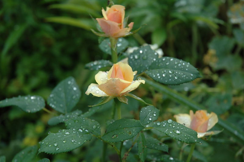 Rose mit Tautropfen