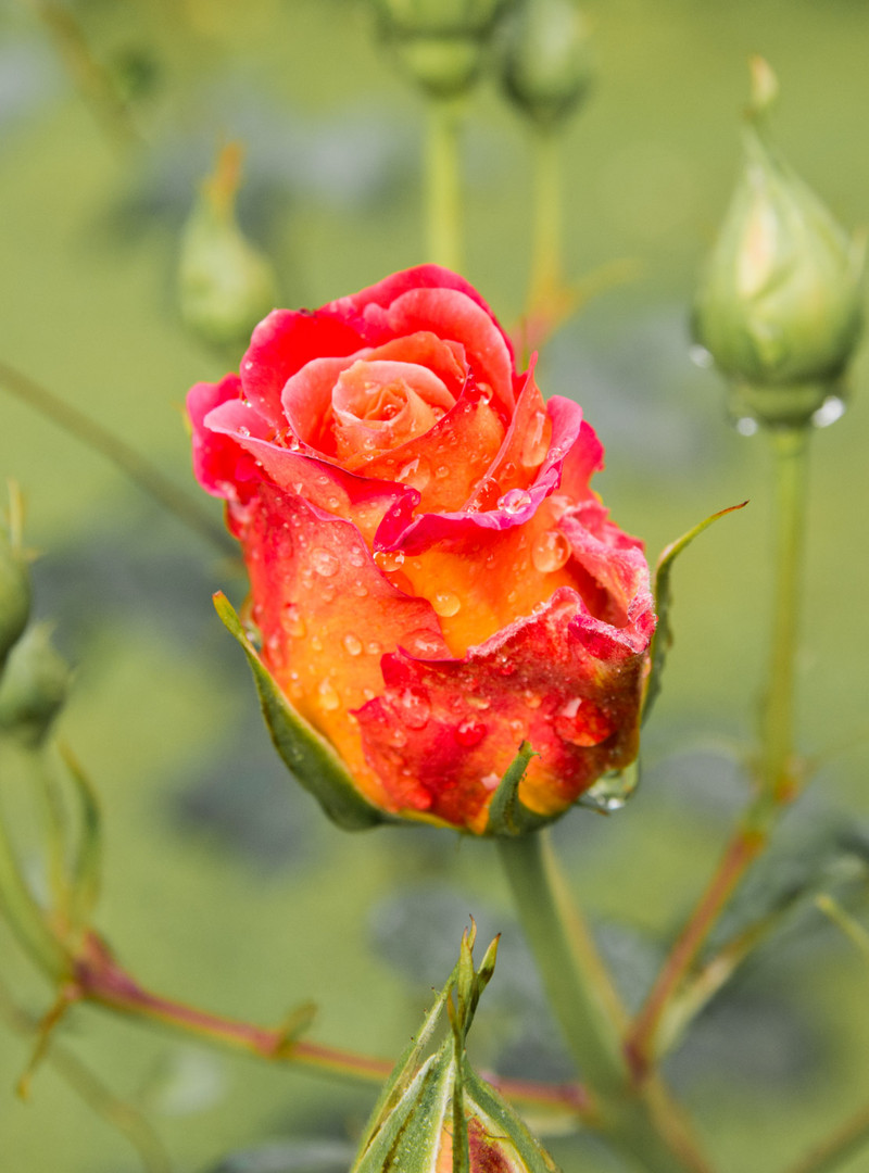 Rose mit Tautropfen