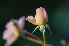 Rose mit Tautropfen