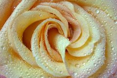 Rose mit Tautropfen