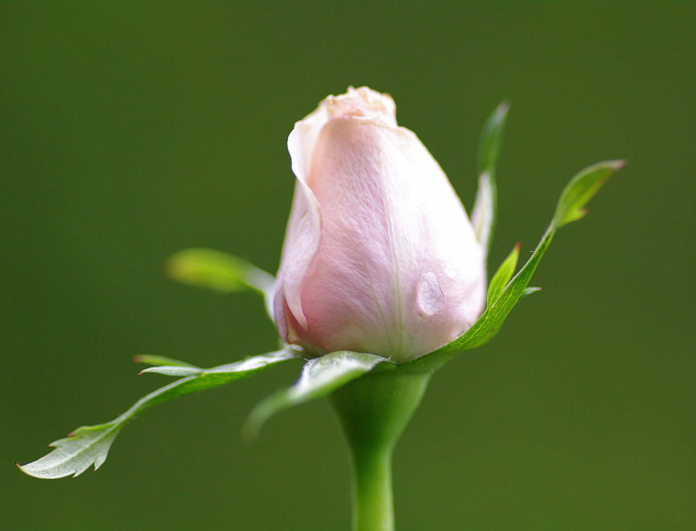 Rose mit Träne