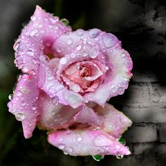 »Rose mit Tränen«