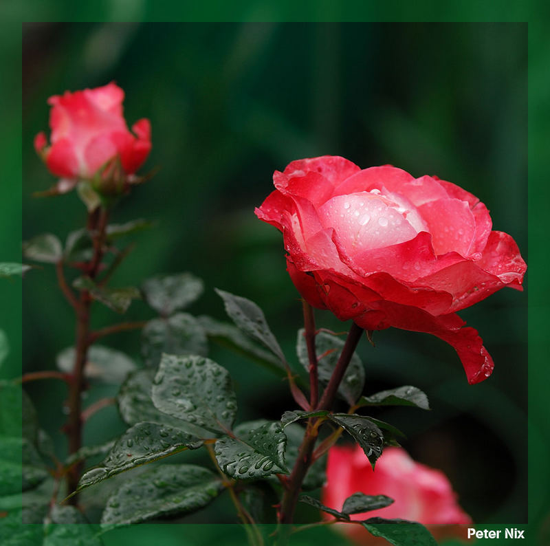 Rose mit Tränen