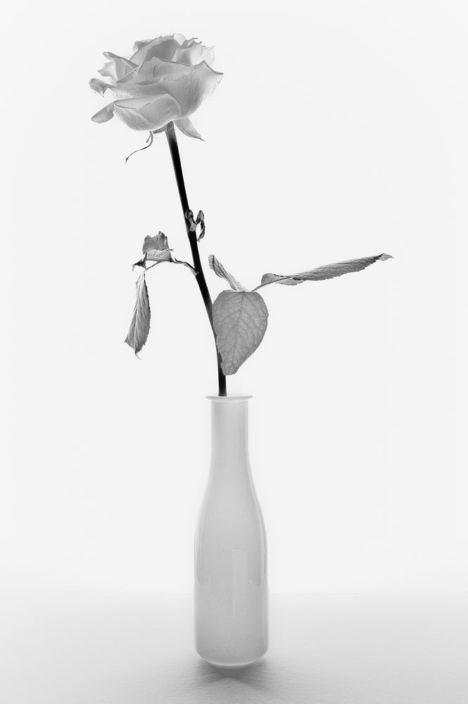 Rose mit Vase